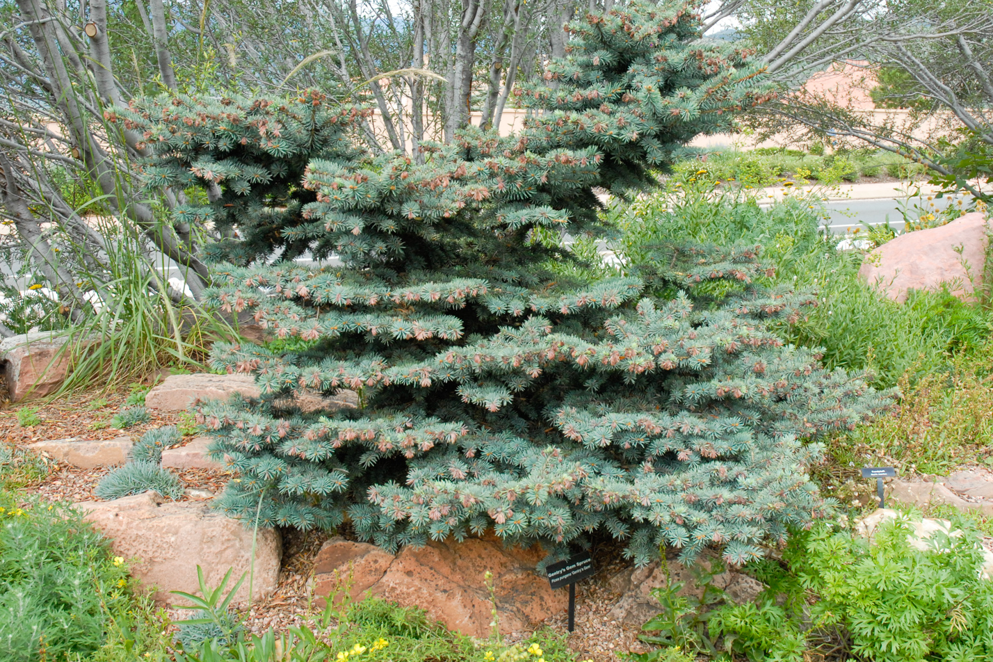 Gentry's Gem Spruce